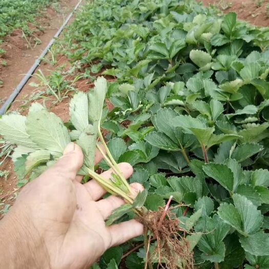 兰陵县脱毒草莓苗 40~50公分 地栽苗