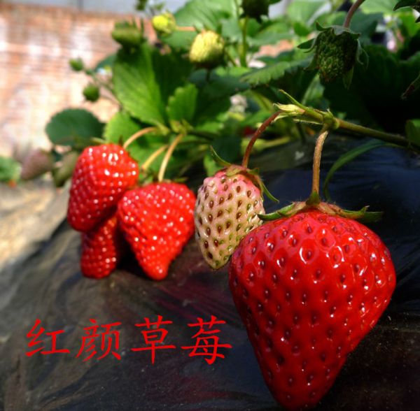  营养杯草莓苗 保证成活率 杯苗 20-30公分 根状茎粗
