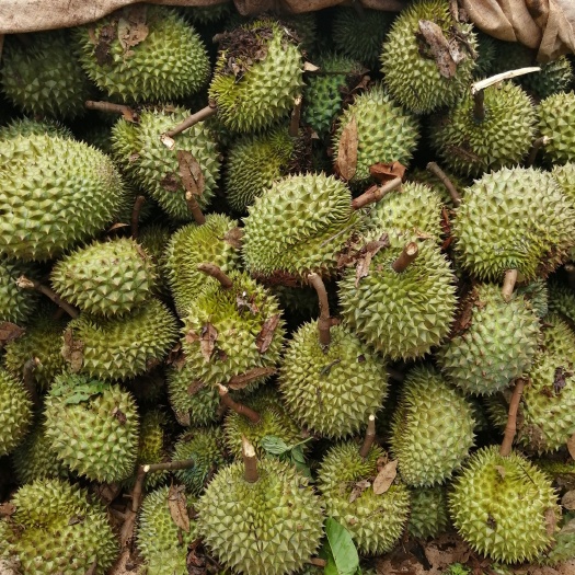 昆明金枕头榴莲