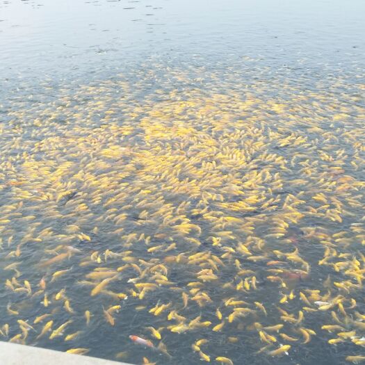  锦鲤鱼