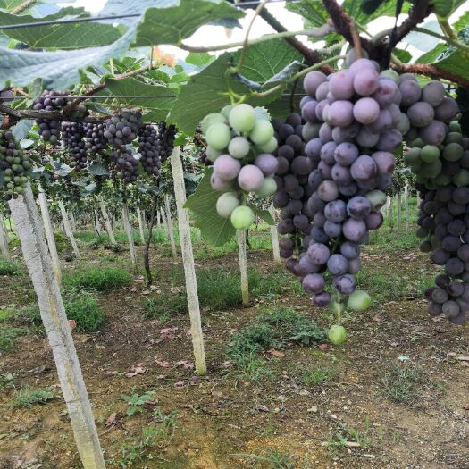 荔波县 高山紫秋葡萄，鲜食，酿酒。价格好商量。