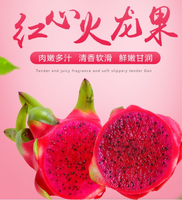  红心火龙果苗 金都一号火龙果苗 大棚种植 根系发达