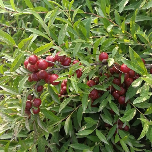 钙果 5-8g