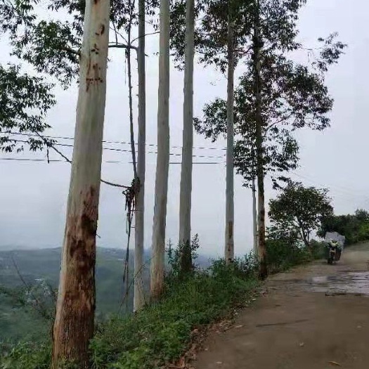 重庆市 2000亩荒地适合各种养殖及种植出租