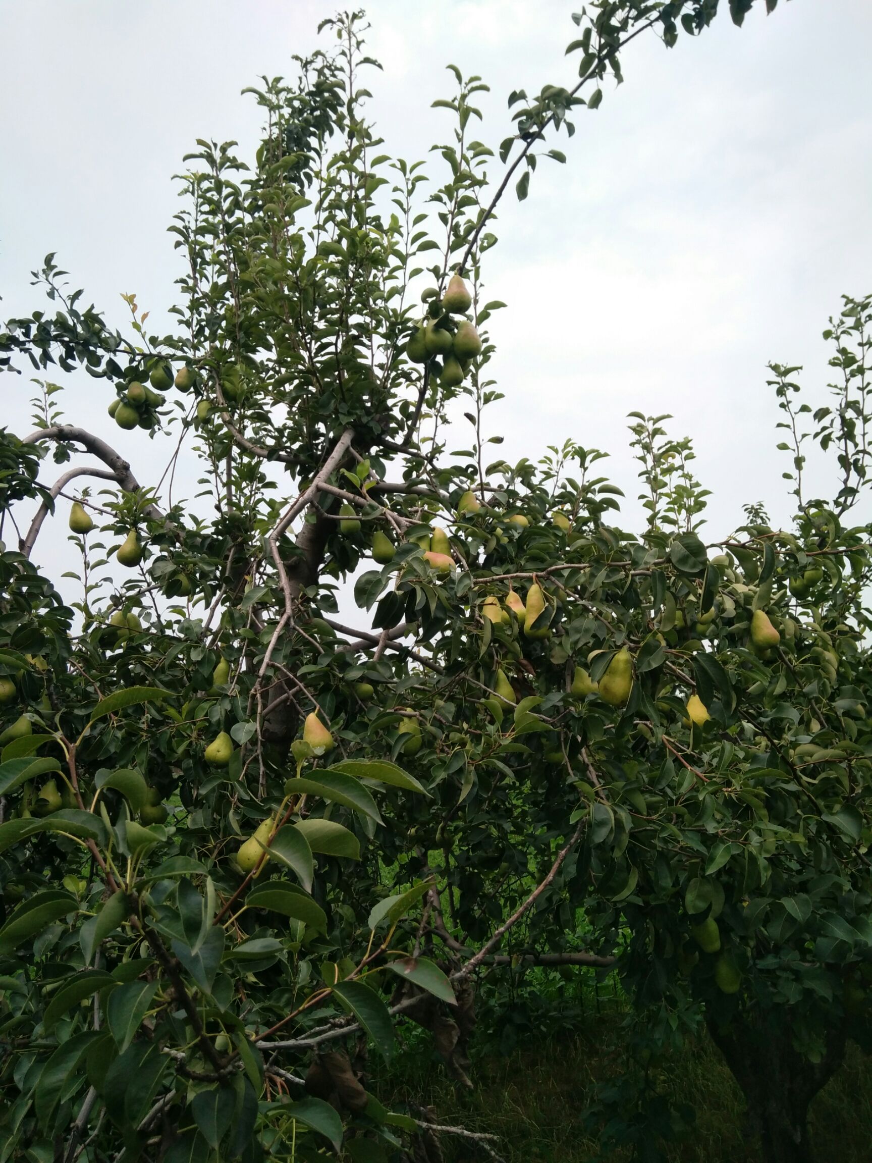  早酥梨烟台梨贵妃梨