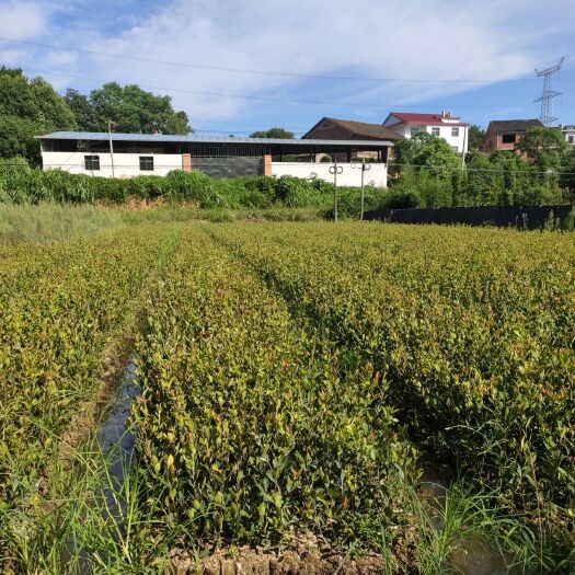 攸县油茶苗 下半年种植的老板可以找我，给白菜价