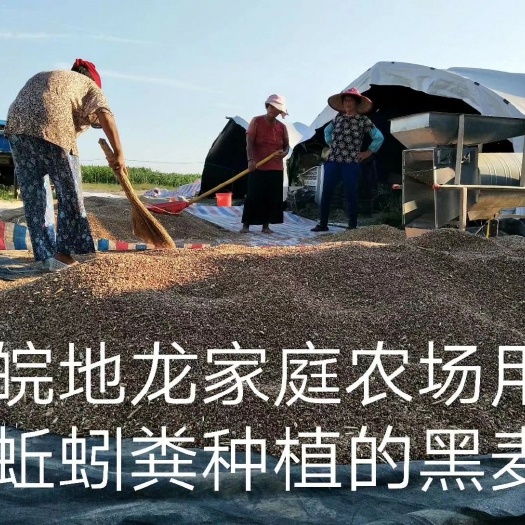 界首市富硒黑麦