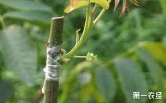赞皇县供嫁接核桃苗;实生苗;枣苗;樱桃苗:苹果苗:嫁接各类苗木