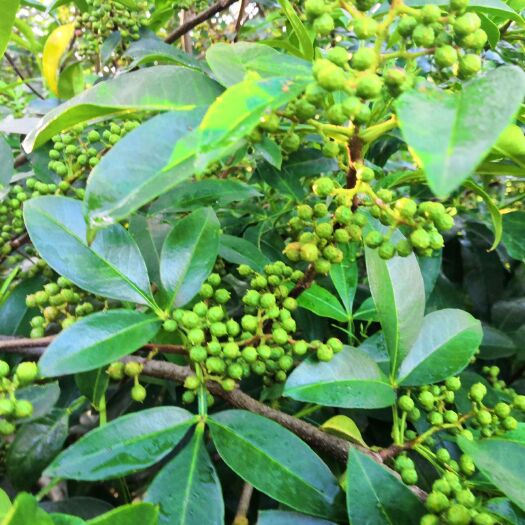 泸西县 花椒上市了有需要的联系