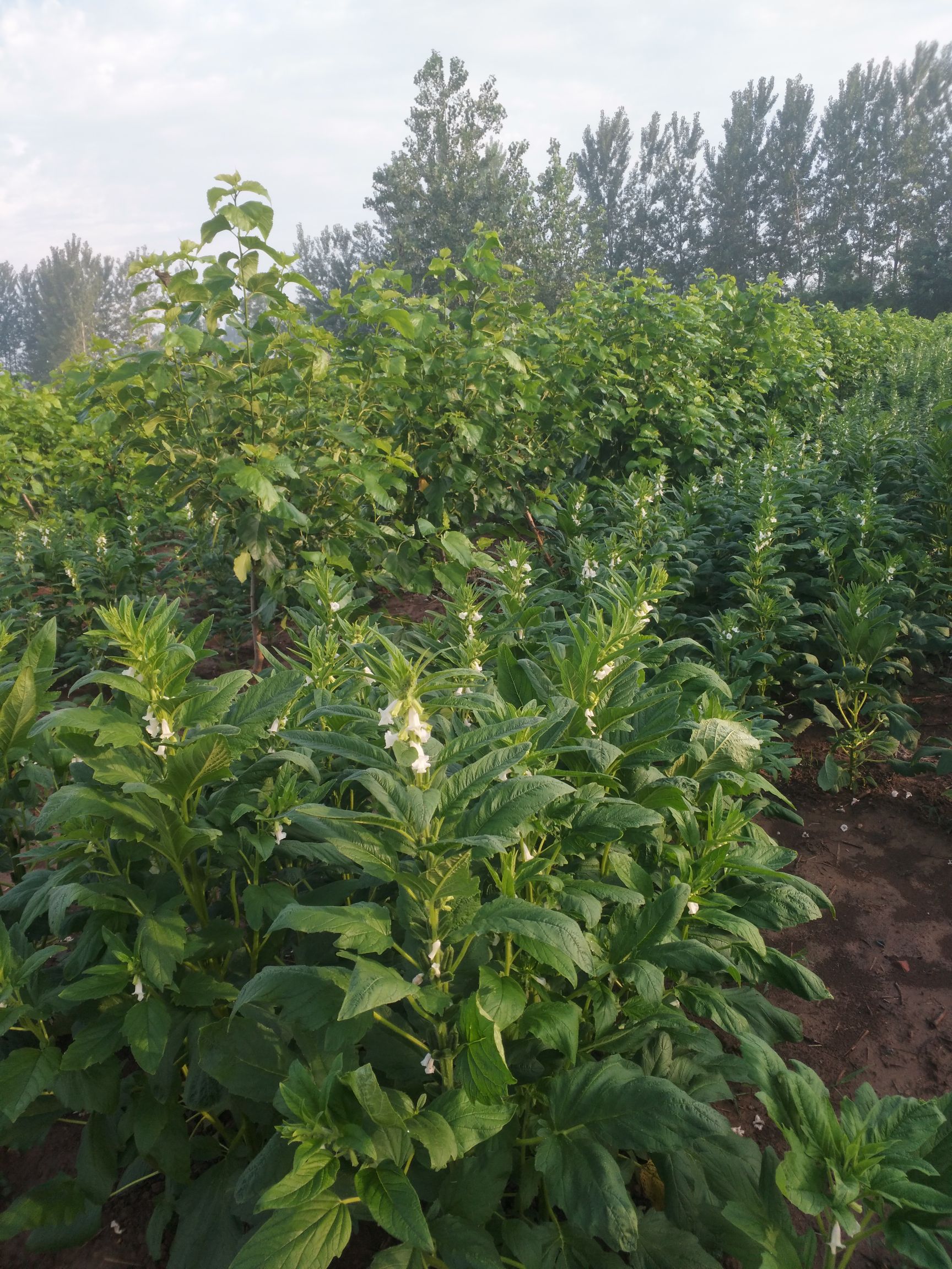 无籽大十果桑苗 大十桑果树，三年生现对外出售，价格合理保证质量。