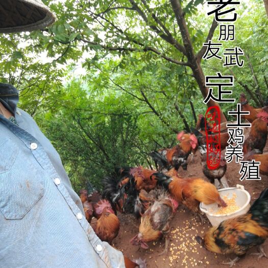 富民县 想下蛋的公鸡！却下不出！