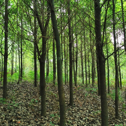 长顺县 贵州出货，山地香樟树，规格8/10公分，供货约5000株