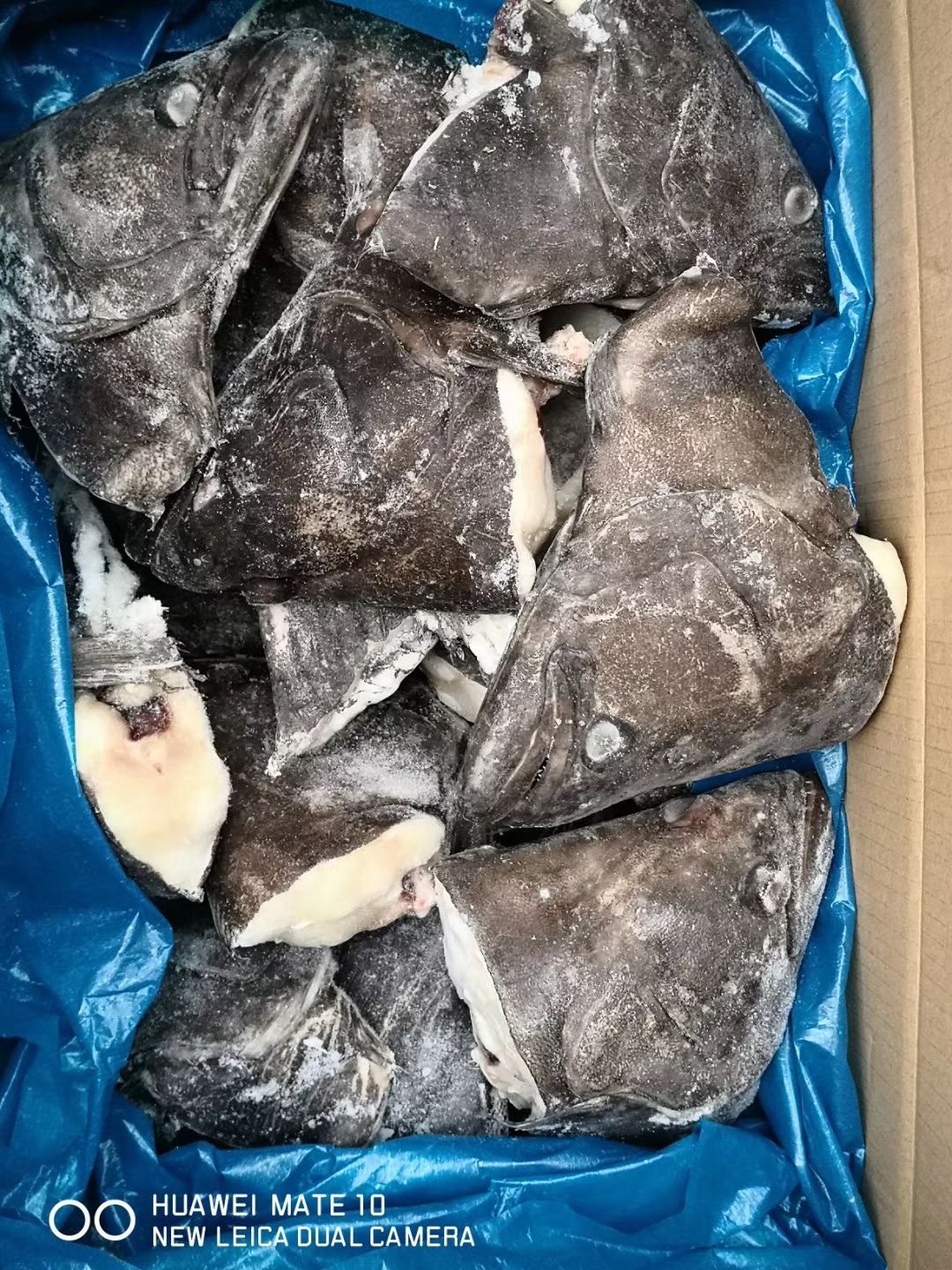  15公斤单冻鲽鱼头