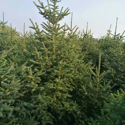 农安县青杄 自家苗圃，种植松树，柳树，树形好，无虫害，适合各种绿化。