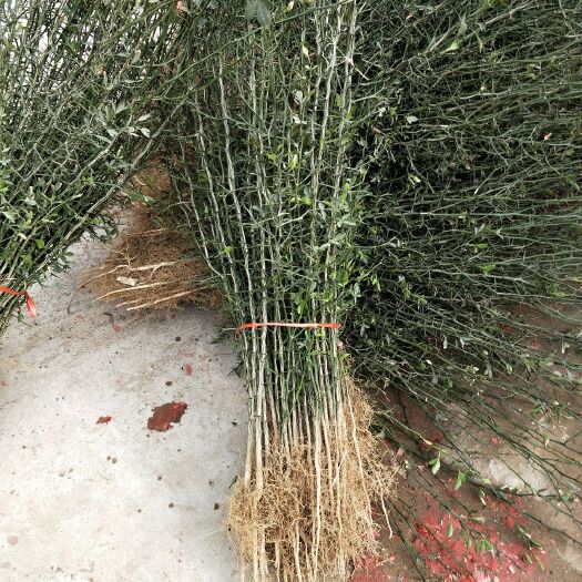 泰安 枸橘苗，枸橘树苗，优质枸橘苗，枸橘苗批发