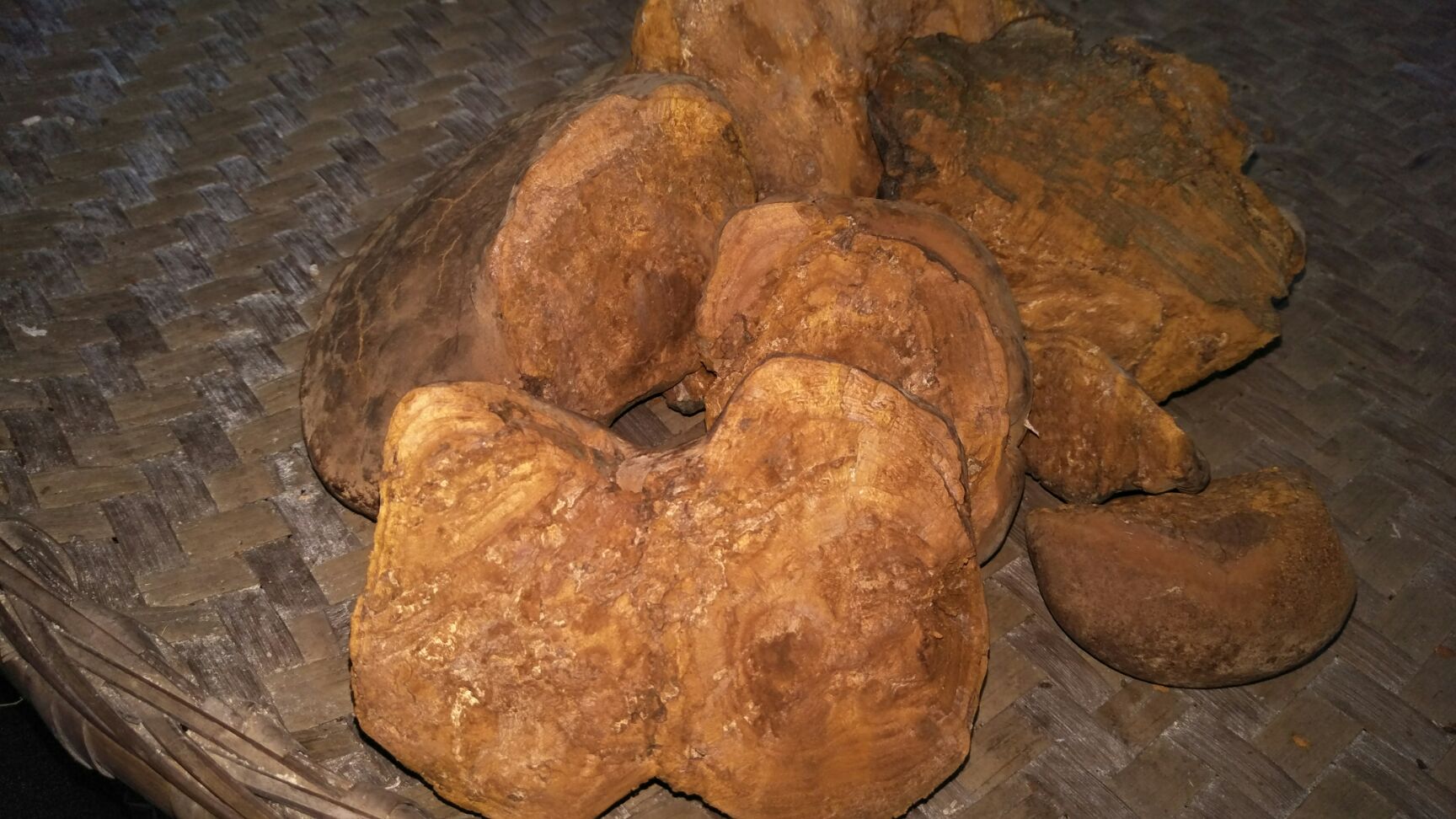桑黄灵芝