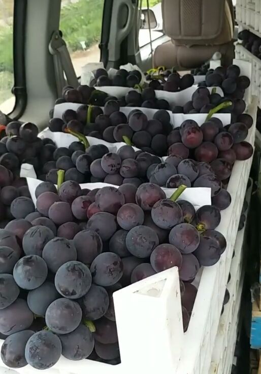  出售10万亩巨峰葡萄