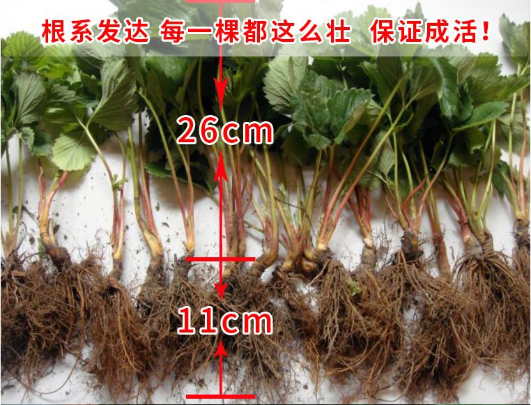  营养杯草莓苗 保证成活率 杯苗 20-30公分 根状茎粗