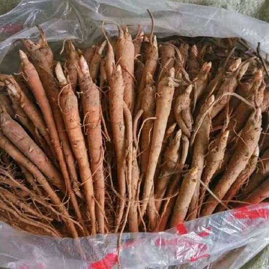 菏泽 赤芍苗，赤芍种苗，