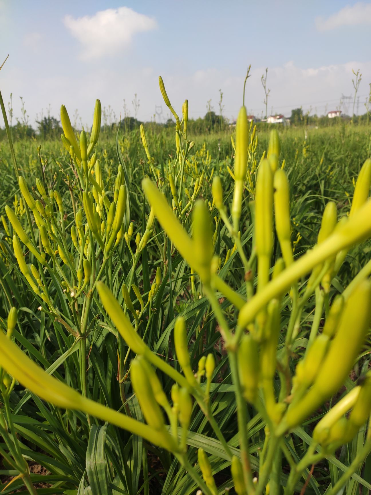 大同黄花菜 劳力紧张，采收不上来，决定卖苗