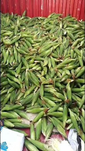  泰系水果玉米