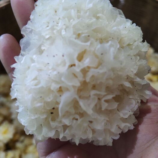 青川县 椴木银耳