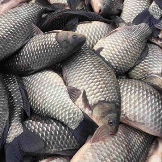 荆门 大湖草鱼