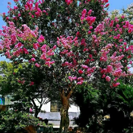长沙县红花紫薇
