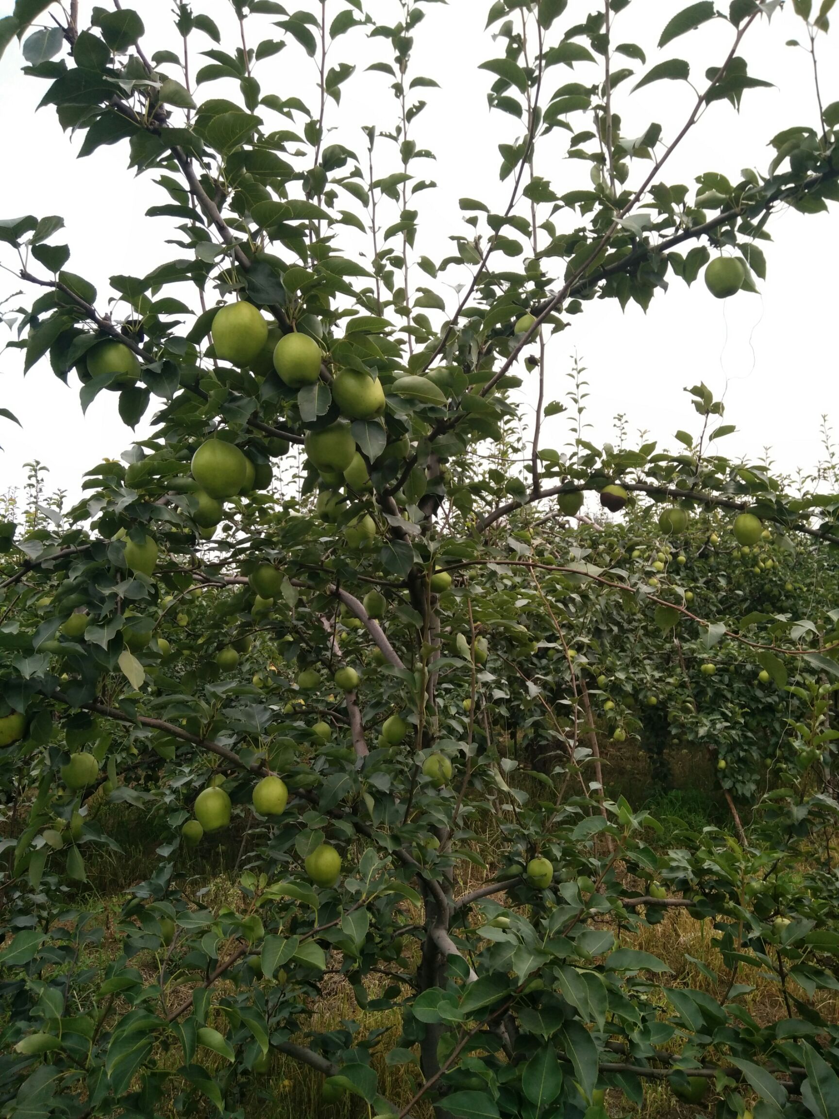  早酥梨烟台梨贵妃梨