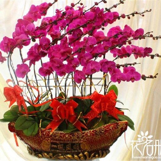 淄博蝴蝶兰 带盆栽好