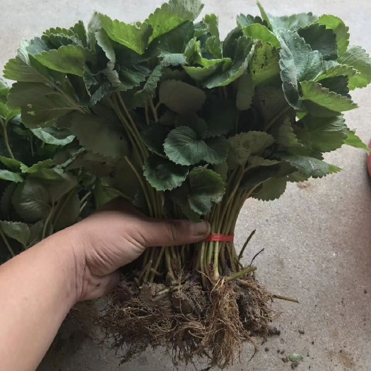 泰安 桃熏草莓苗，桃熏白草莓苗，优质桃熏草莓苗