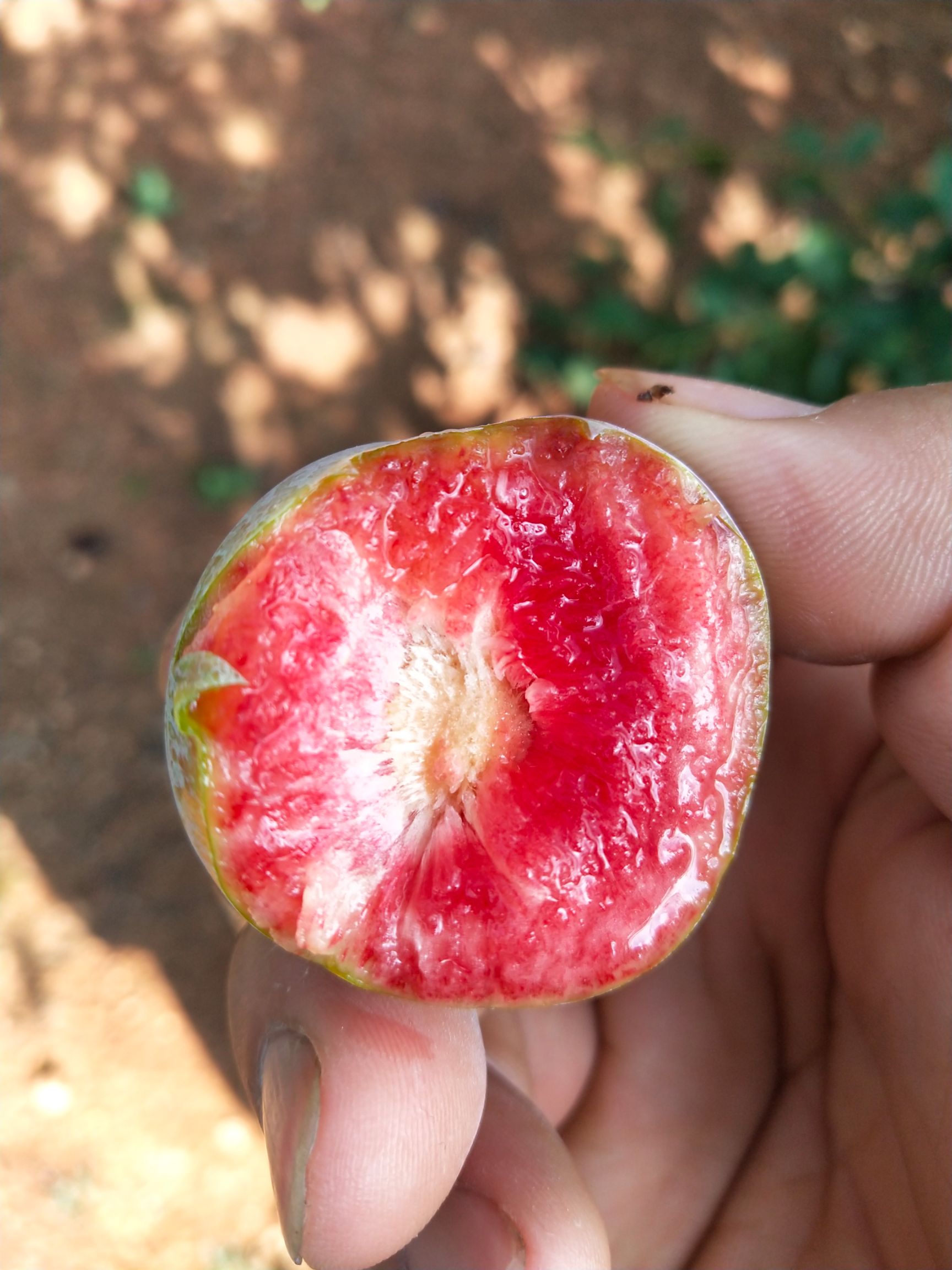 芙蓉李 质量好口感脆甜