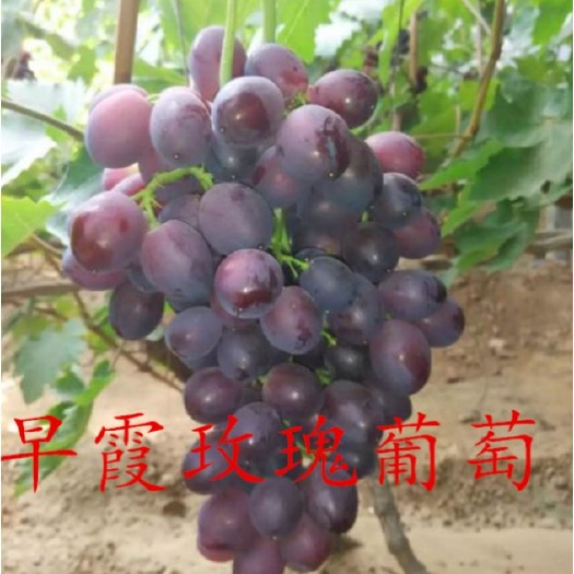 泰安 早霞玫瑰葡萄苗 新品种 优质葡萄苗
