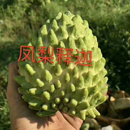 普宁市释迦果苗 当年可以挂果
