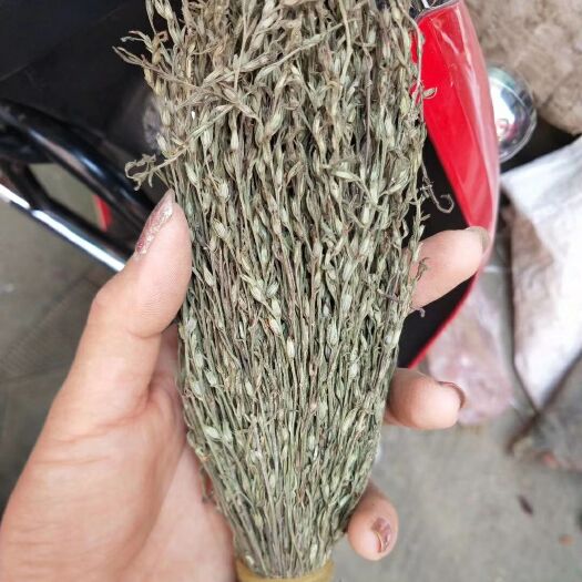 广州独脚柑 独脚金