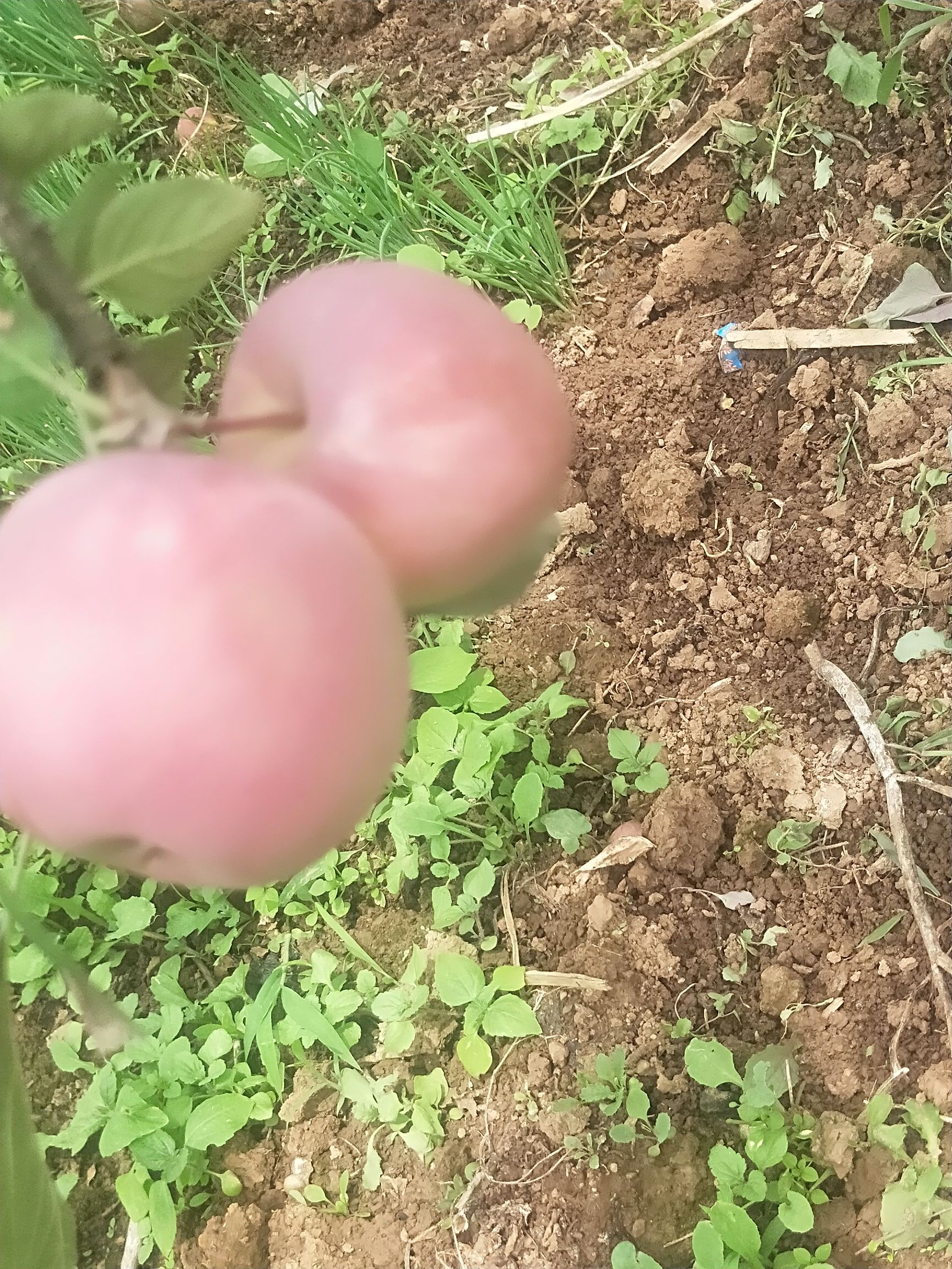  云南昭通苹果