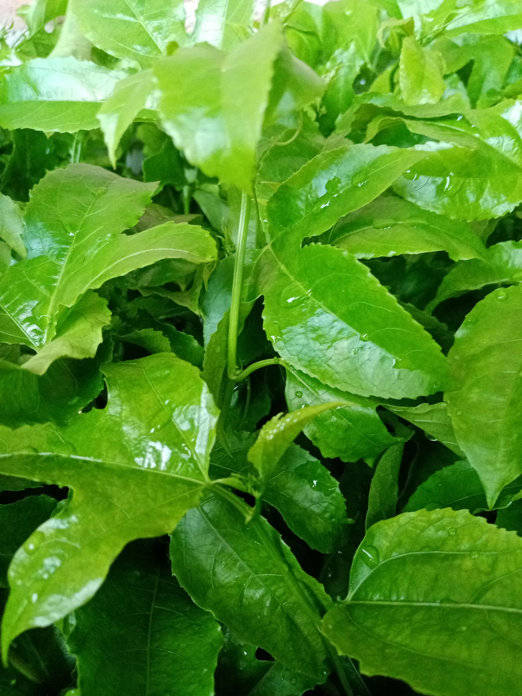 紫香百香果苗 正宗、高质量，百香果果苗优惠出售。