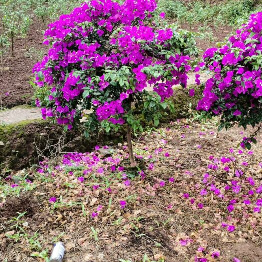 宜宾 三角梅紫花笼子