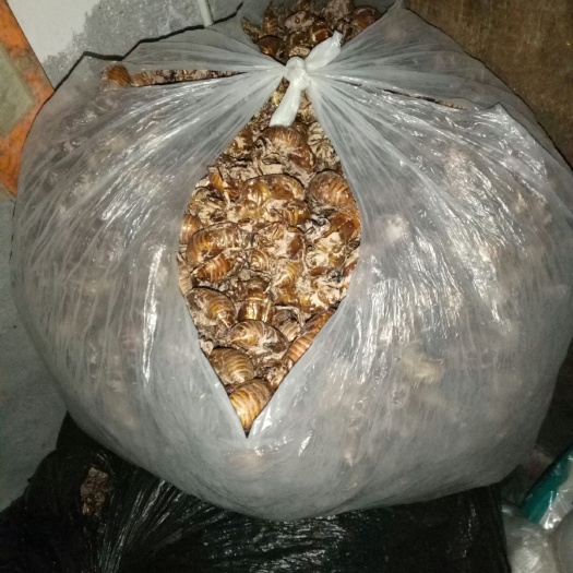 重庆市蝉蜕 2019年7月新婵蜕