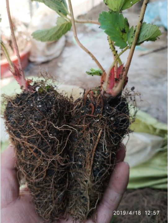  营养杯草莓苗 保证成活率 杯苗 20-30公分 根状茎粗