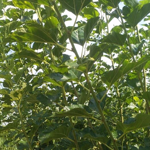 亳州无籽大十果桑苗 大十桑果树，三年生现对外出售，价格合理保证质量。