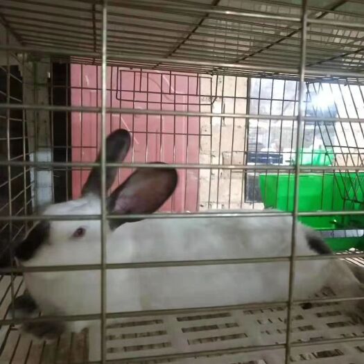 江油市伊拉兔 优质肉兔，种兔