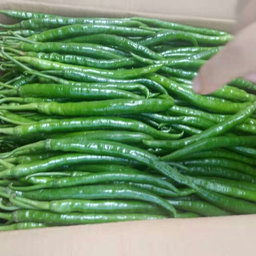 巴东县芜湖椒 ，价格便宜