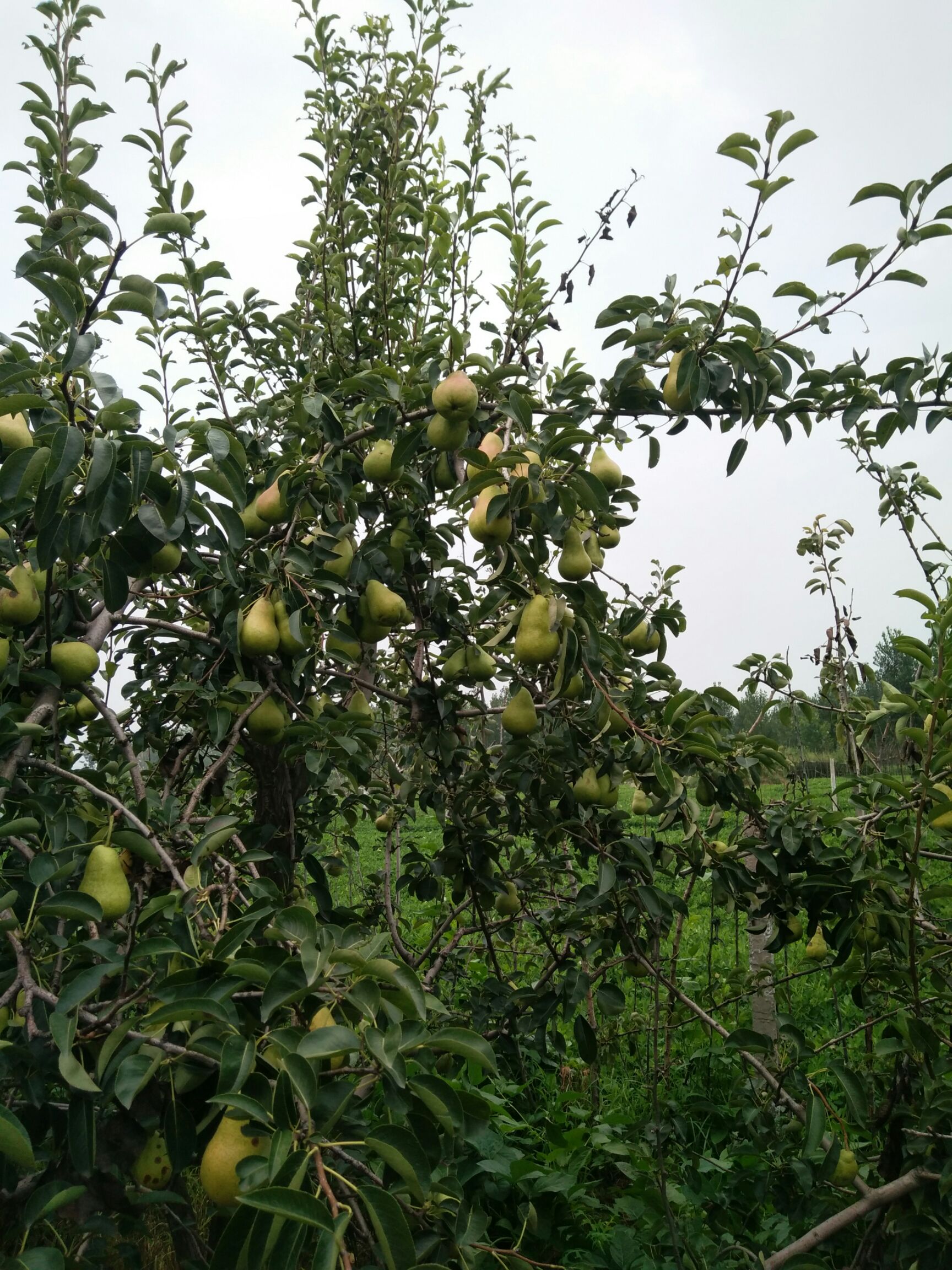  早酥梨烟台梨贵妃梨