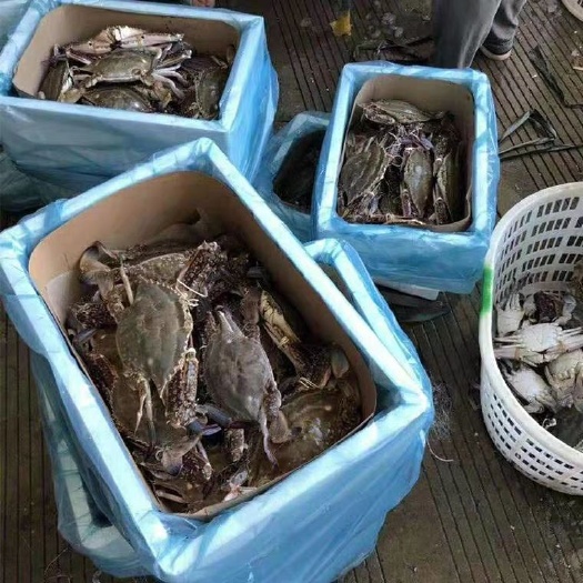 温岭市 白蟹  梭子蟹批发