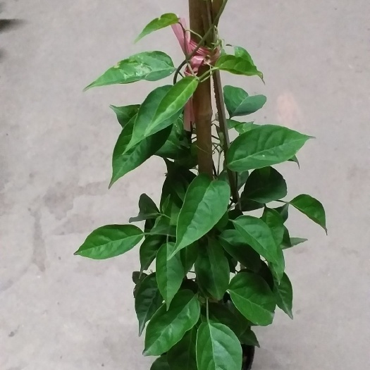  炮仗花