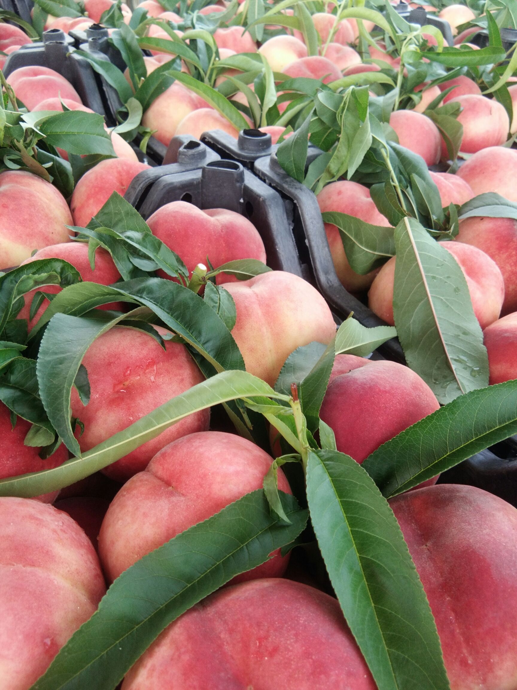 蒙阴蜜桃 60mm以上 4两以上