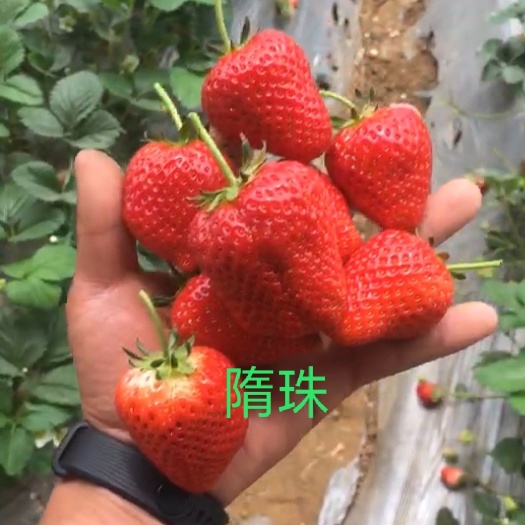 泰安随珠草莓苗 隋珠草莓，个头大，口感好，产量高，果实硬度高，耐运输
