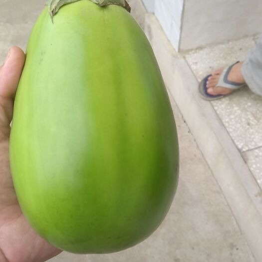 天门市 青茄子每天有三千斤
