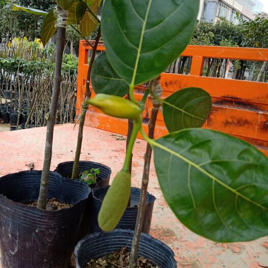 普宁市马来西亚一号菠萝蜜苗 树菠萝营养杯苗